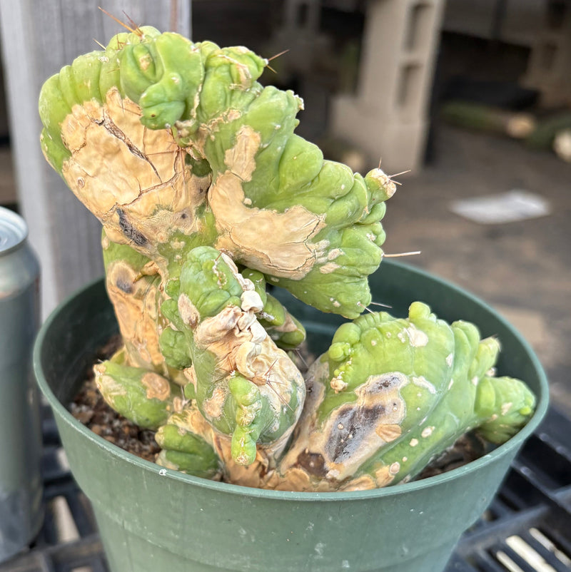 #EC182 EXACT Trichocereus Bridgesii Monstrose Crest  TBMC Cactus