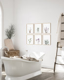 Green lavender plant