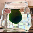 Large Algae Moss Balls Huge About 2.5-3 Inches