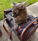 Mr. Peanut's Gold Series Standard Size Airline Compliant Pet Carrier by Mr. Peanut's Pet Carriers