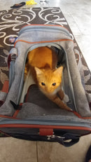 Mr. Peanut's Gold Series Standard Size Airline Compliant Pet Carrier by Mr. Peanut's Pet Carriers