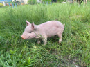 Cheerful Beige Pig Garden Statue