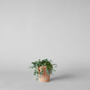 Terracotta Studio Planter, Whitewash
