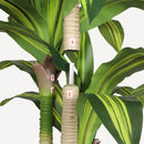 5' Artificial Dracaena Tree by HouseOfZazla
