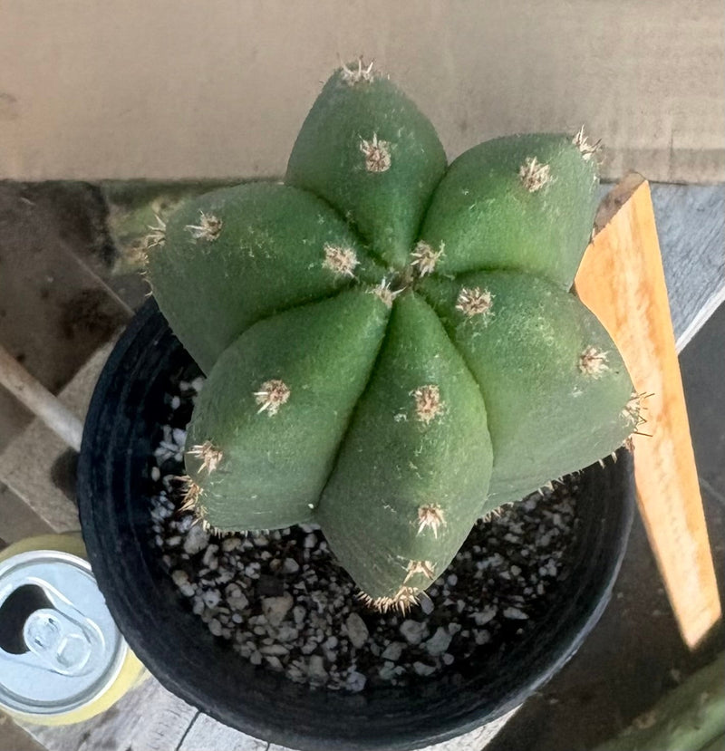 #EC199 EXACT Trichocereus Scopulicola Kesey X Pachanoi Torres n Torres Cactus 17”