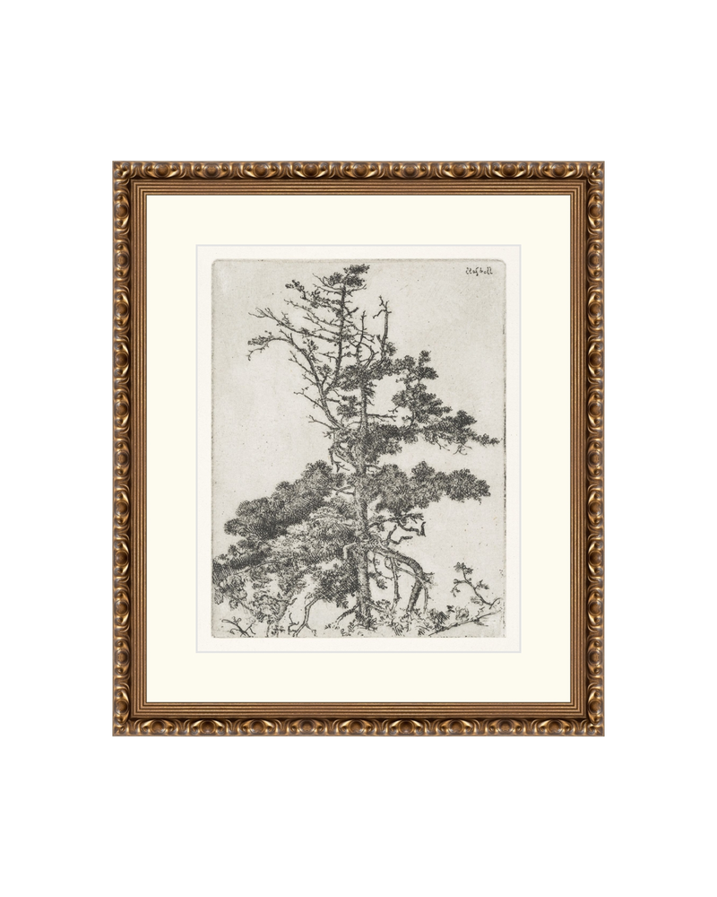 Pine Etchings 2