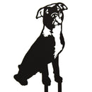 American Pit Bull Terrier