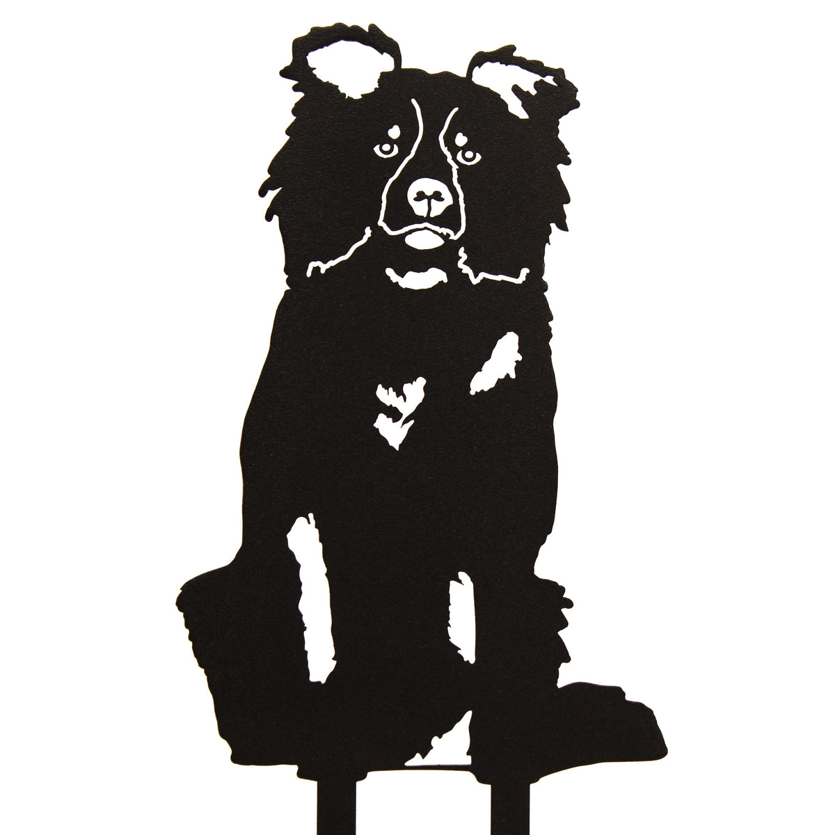 Border Collie, photo 16 of 16
