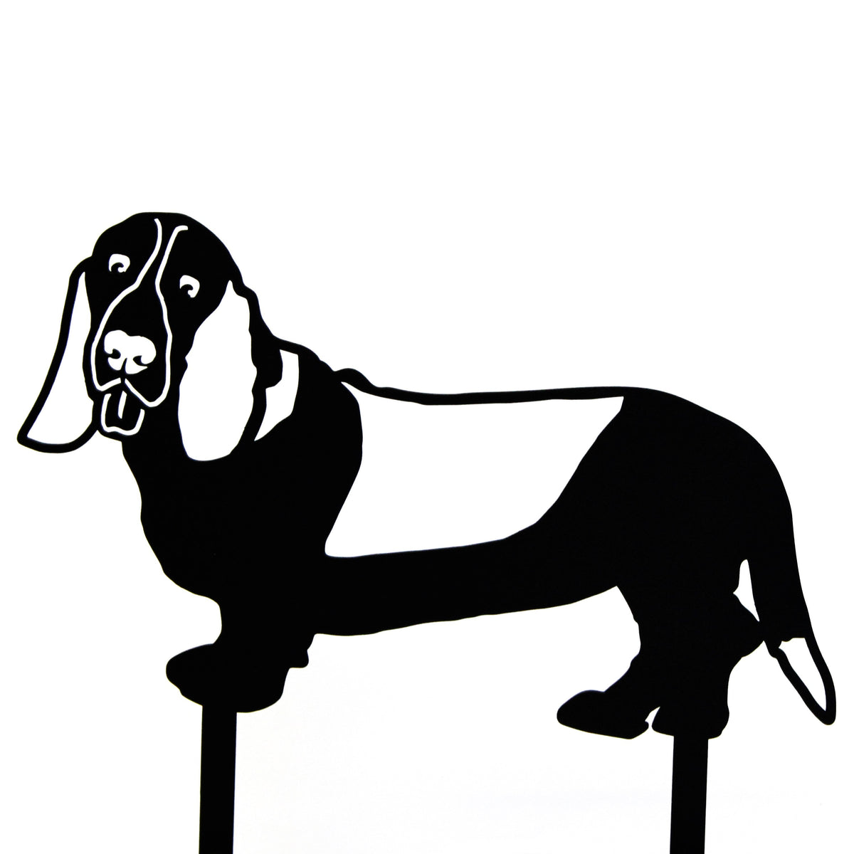 Basset Hound, photo 15 of 15