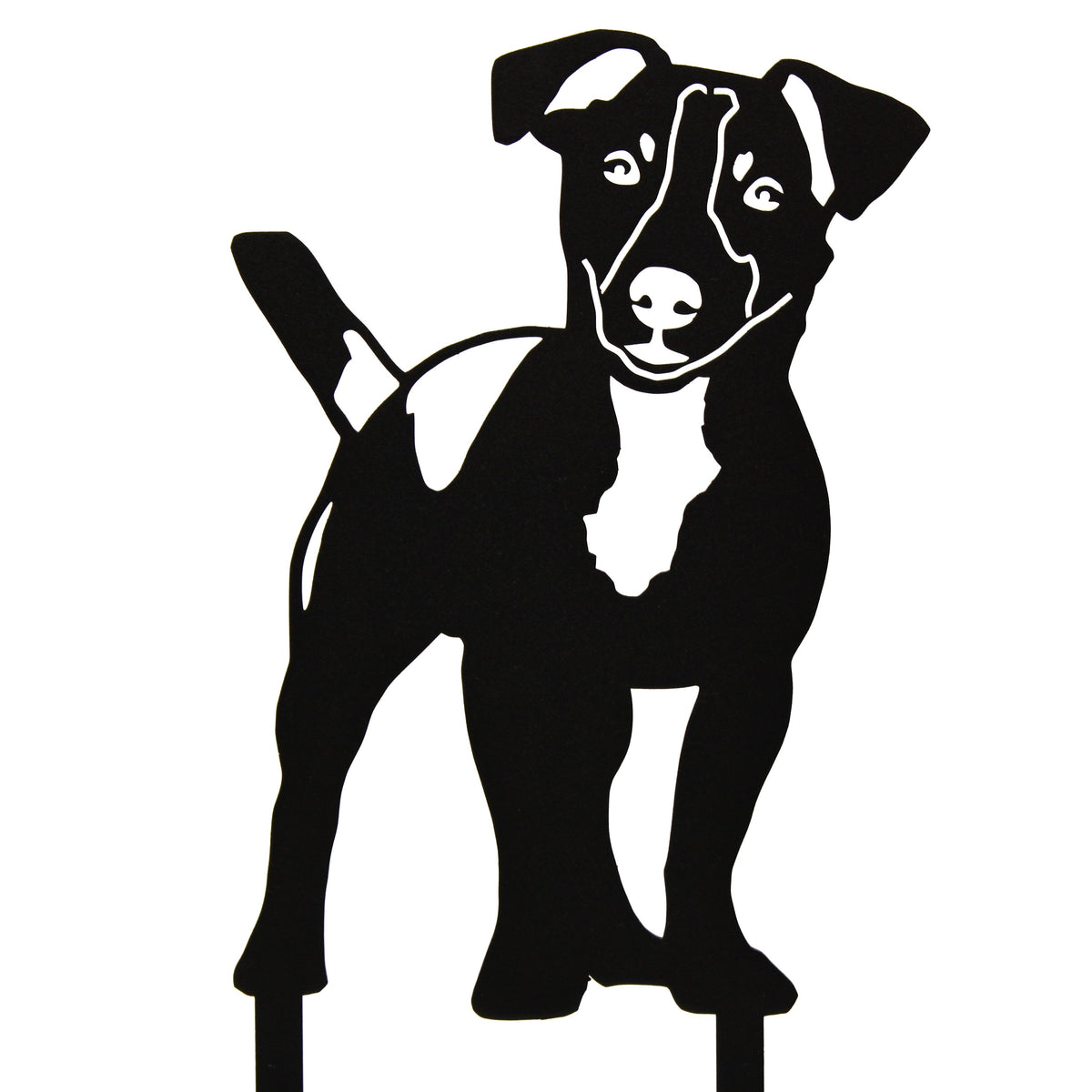 Jack Russell Terrier, photo 15 of 15