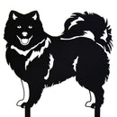 Keeshond