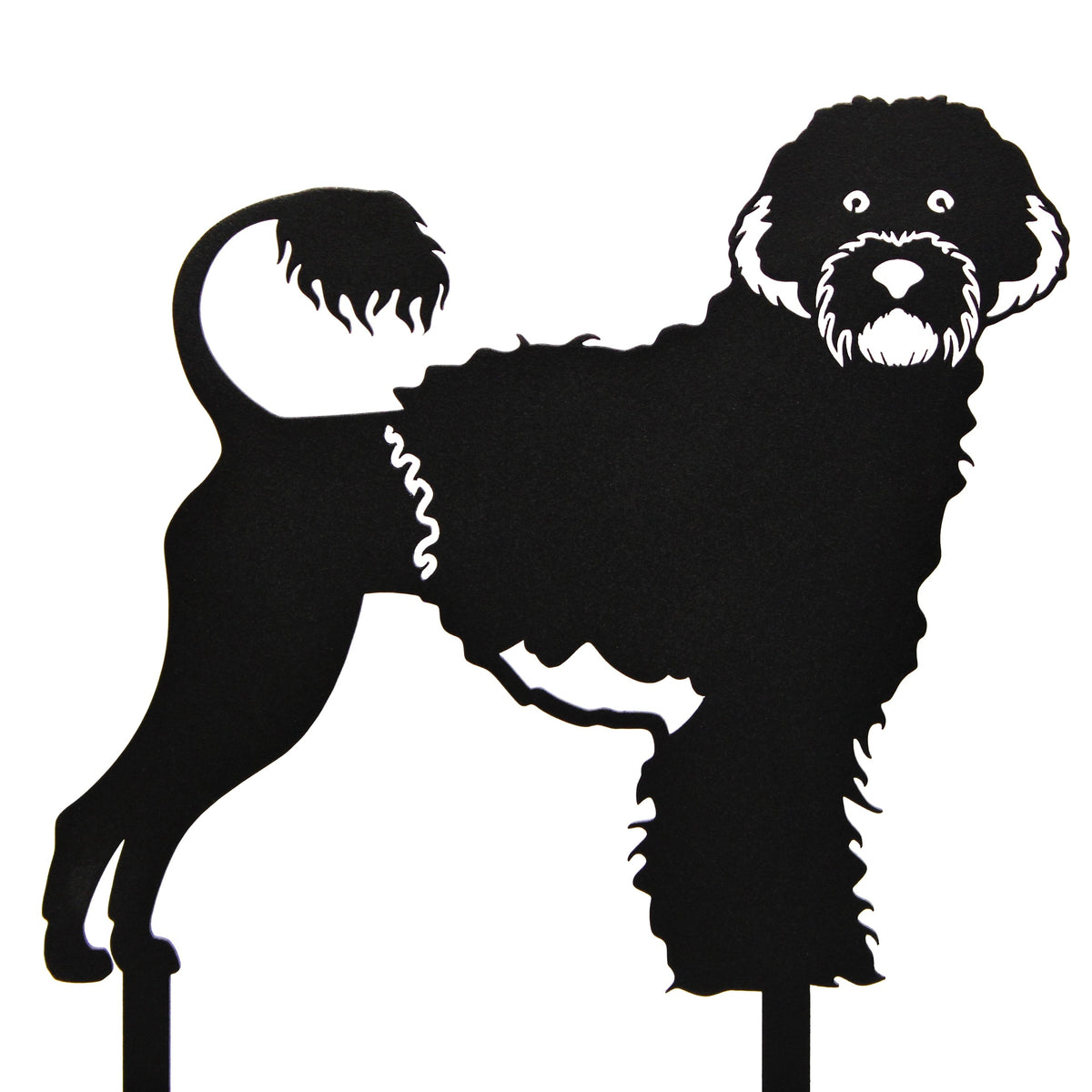 Portuguese Water Dog, photo 16 of 16