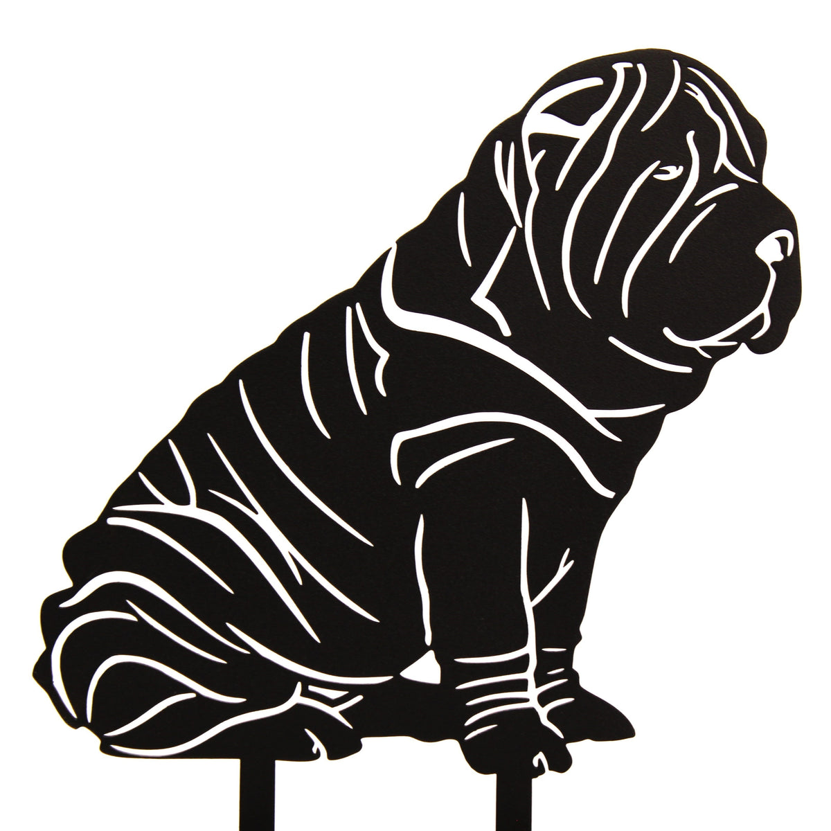 Shar Pei, photo 13 of 13