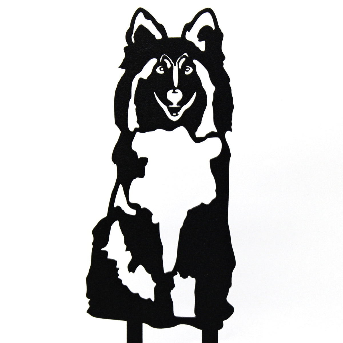 Shetland Sheepdog, photo 16 of 16