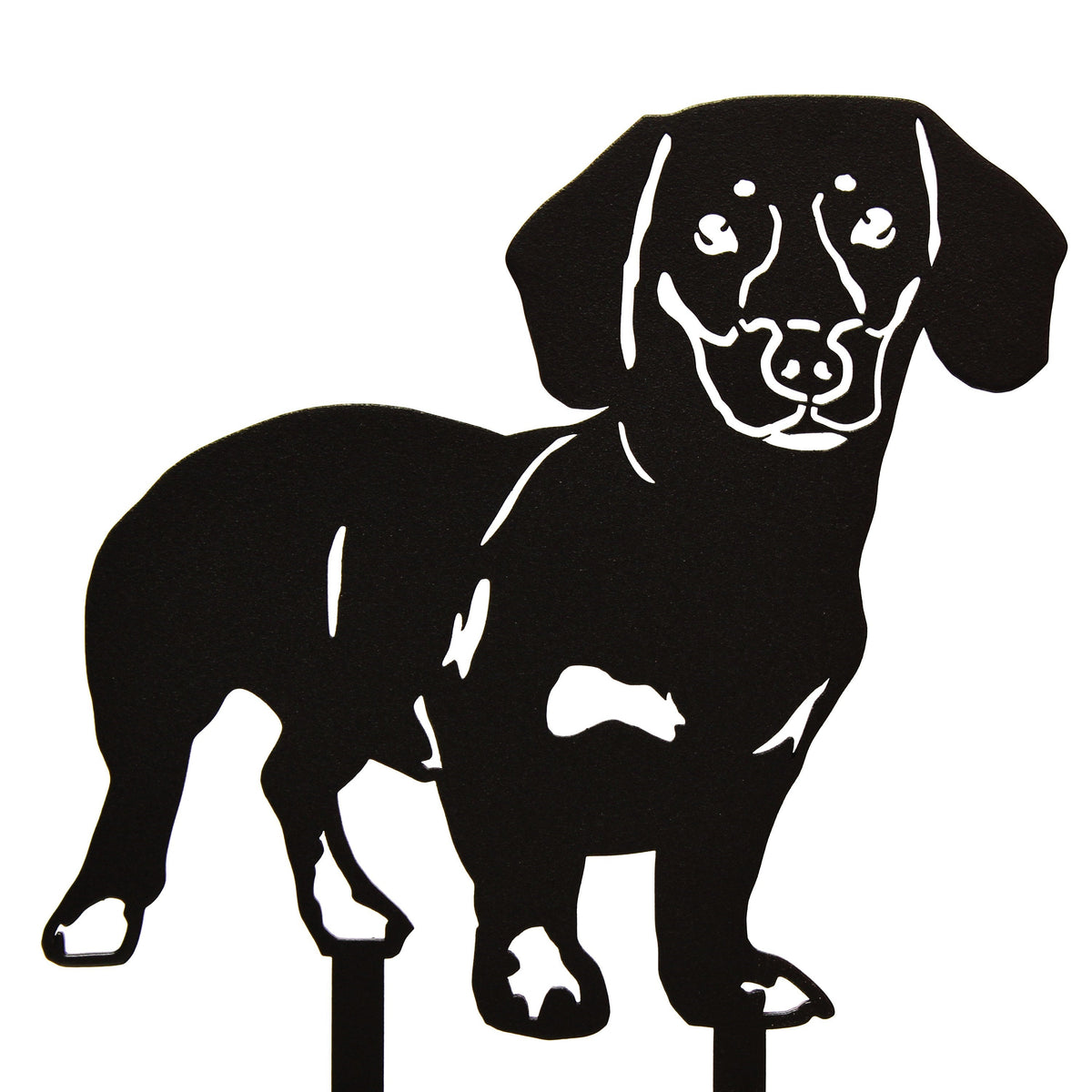 Dachshund - Shorthaired, photo 17 of 17