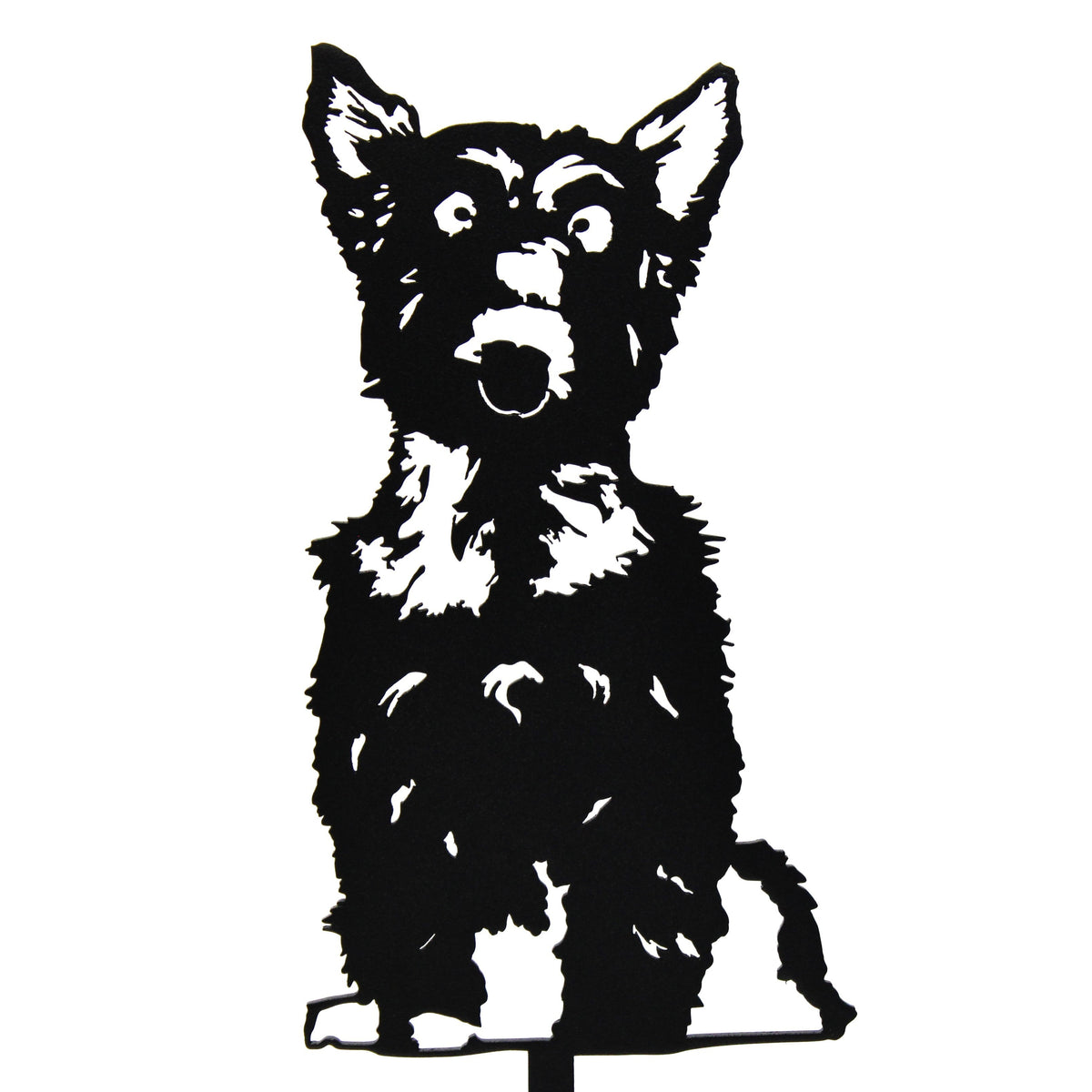 Yorkshire Terrier, photo 16 of 16