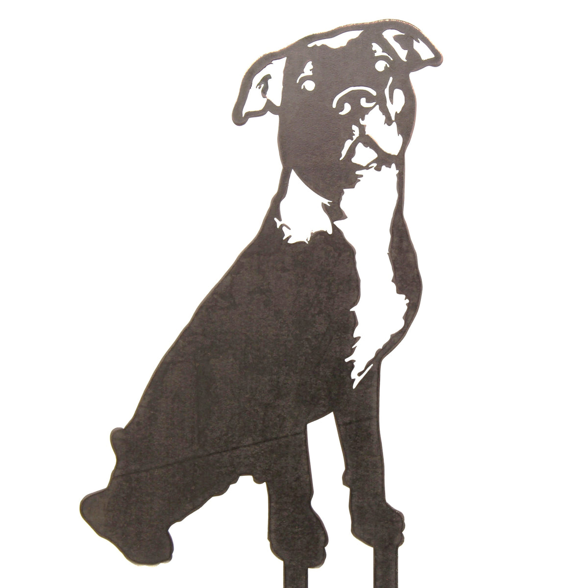 American Pit Bull Terrier, photo 16 of 17