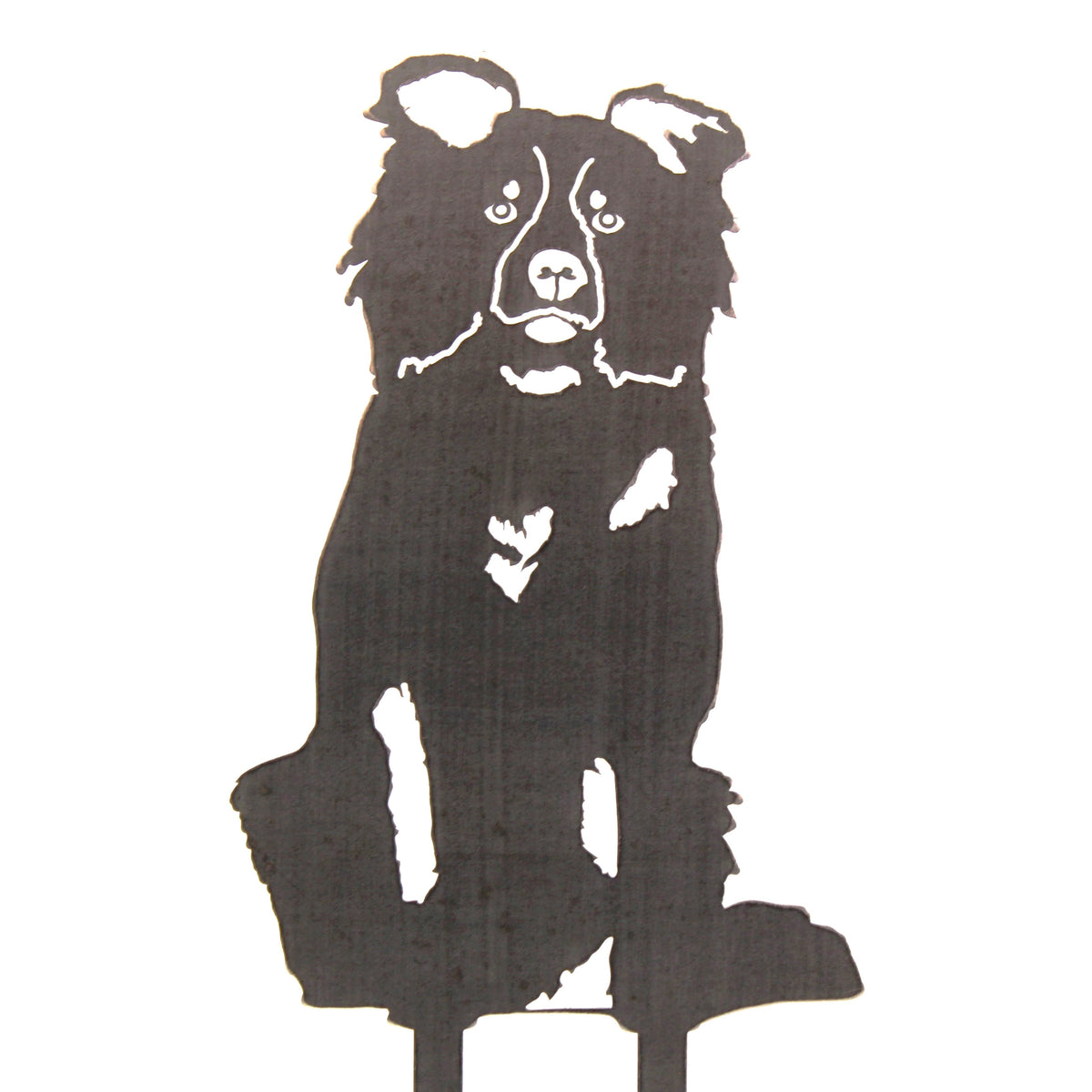 Border Collie, photo 15 of 16