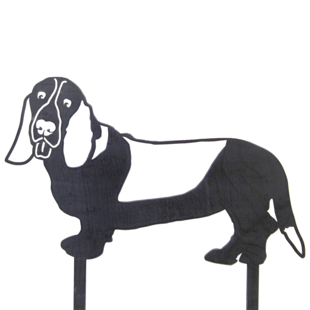 Basset Hound, photo 14 of 15