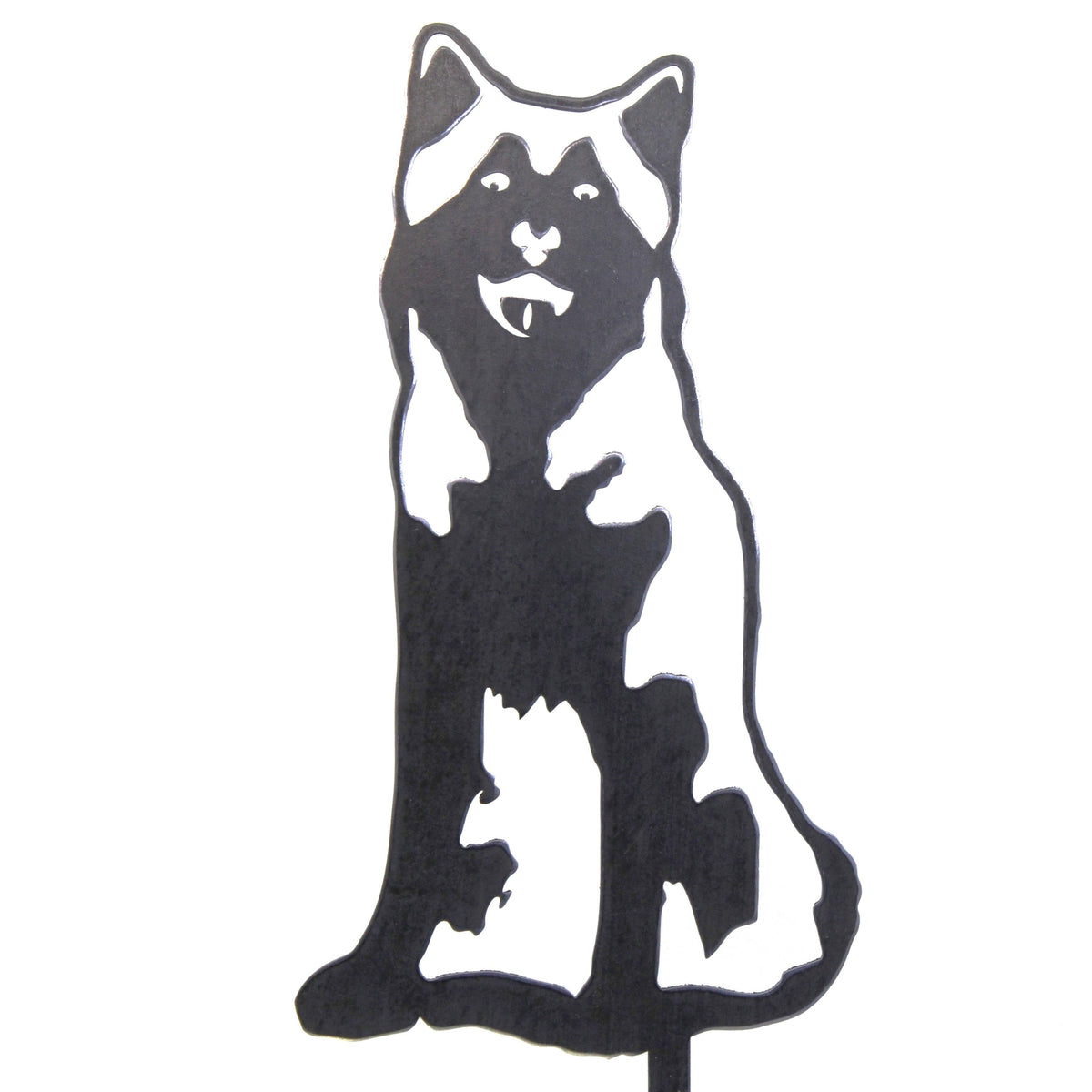 Siberian Husky, photo 15 of 16