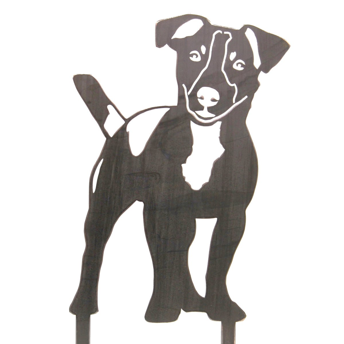 Jack Russell Terrier, photo 14 of 15