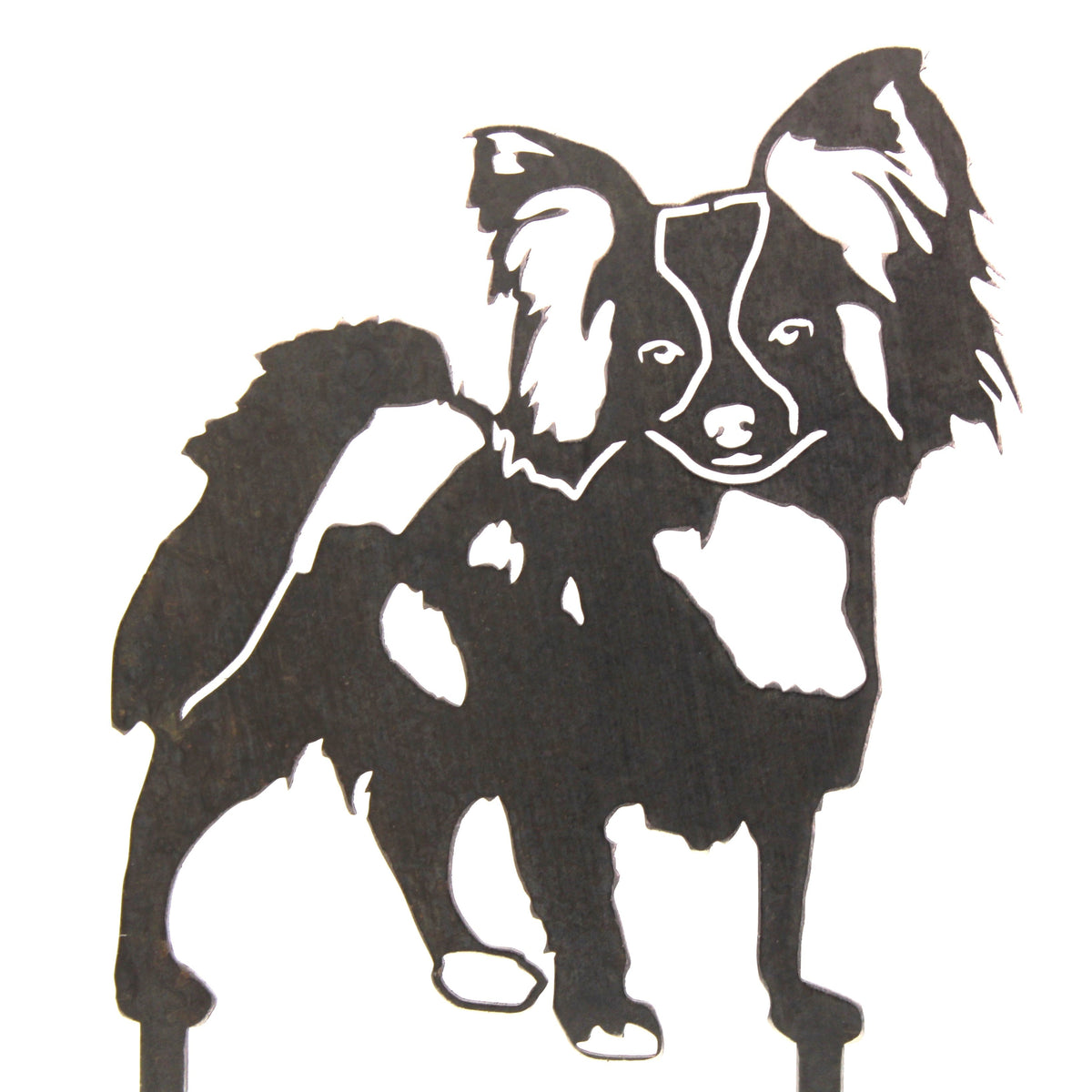 Papillon, photo 14 of 15