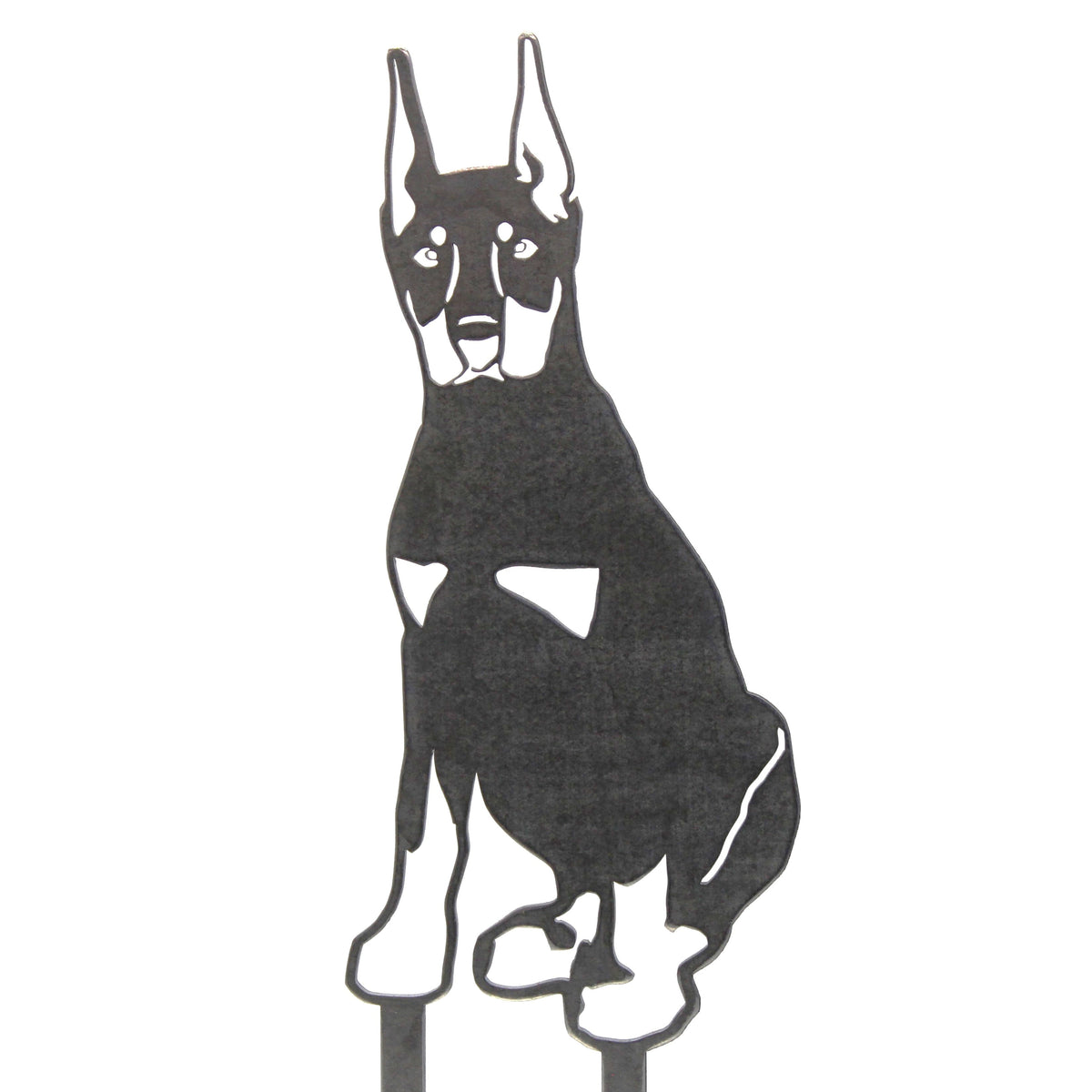 Miniature Pinscher, photo 15 of 16