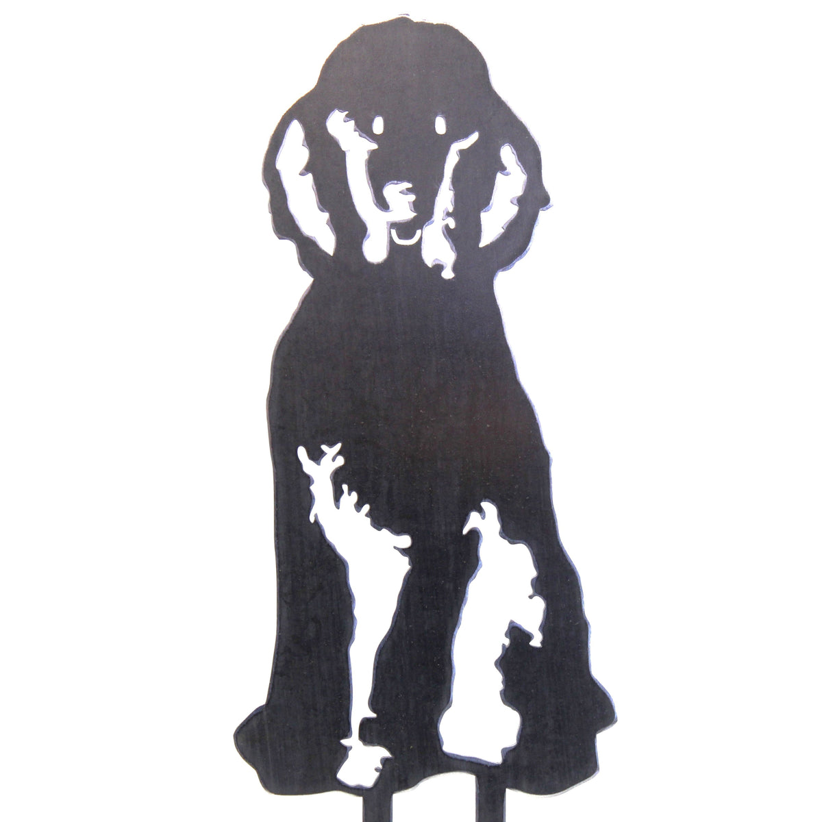 Poodle, photo 21 of 22