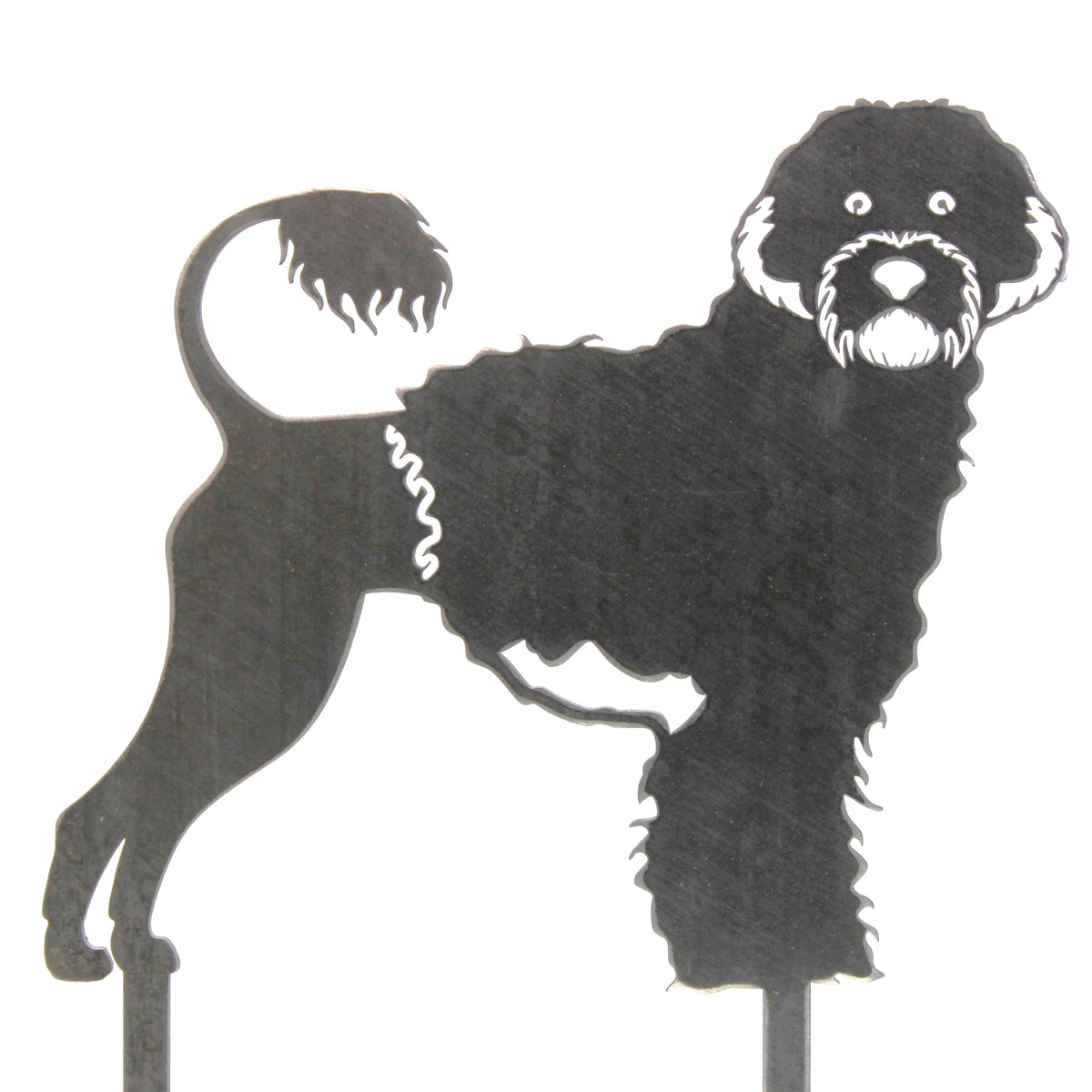 Portuguese Water Dog, photo 15 of 16