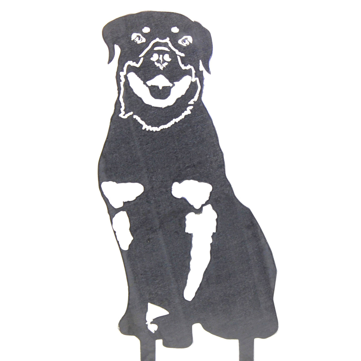 Rottweiler, photo 12 of 14