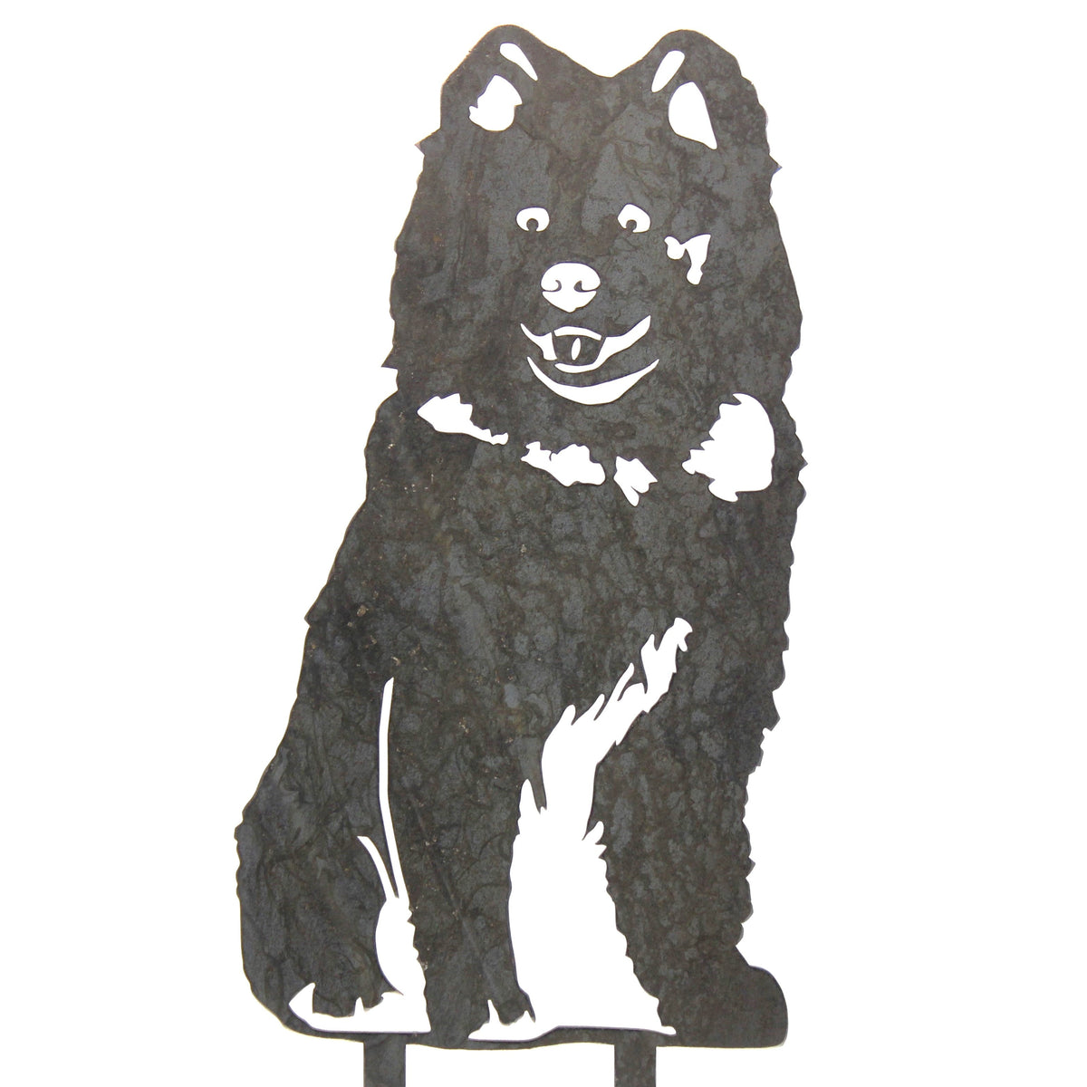 Samoyed, photo 12 of 13
