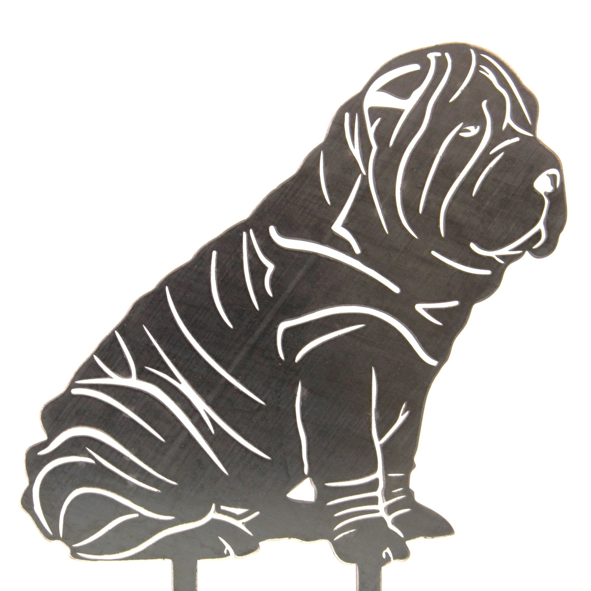Shar Pei, photo 12 of 13