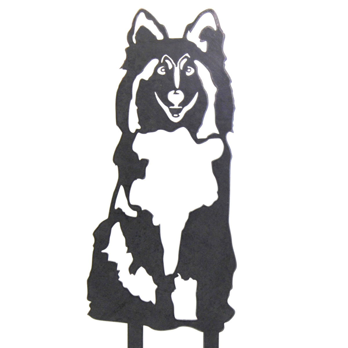 Rough Collie, photo 15 of 16