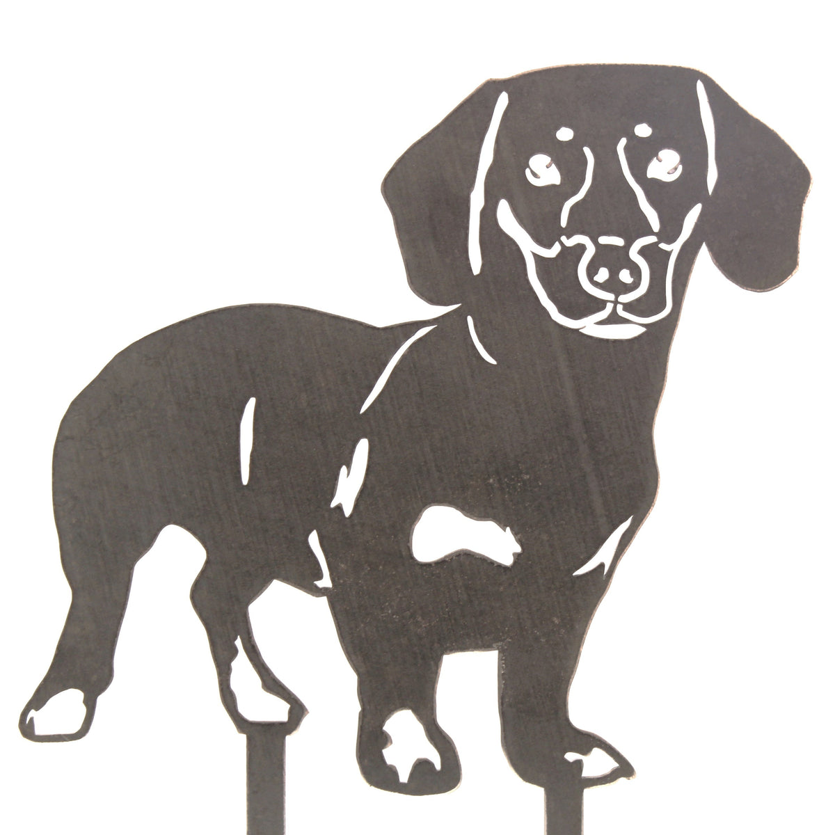Dachshund - Shorthaired, photo 16 of 17