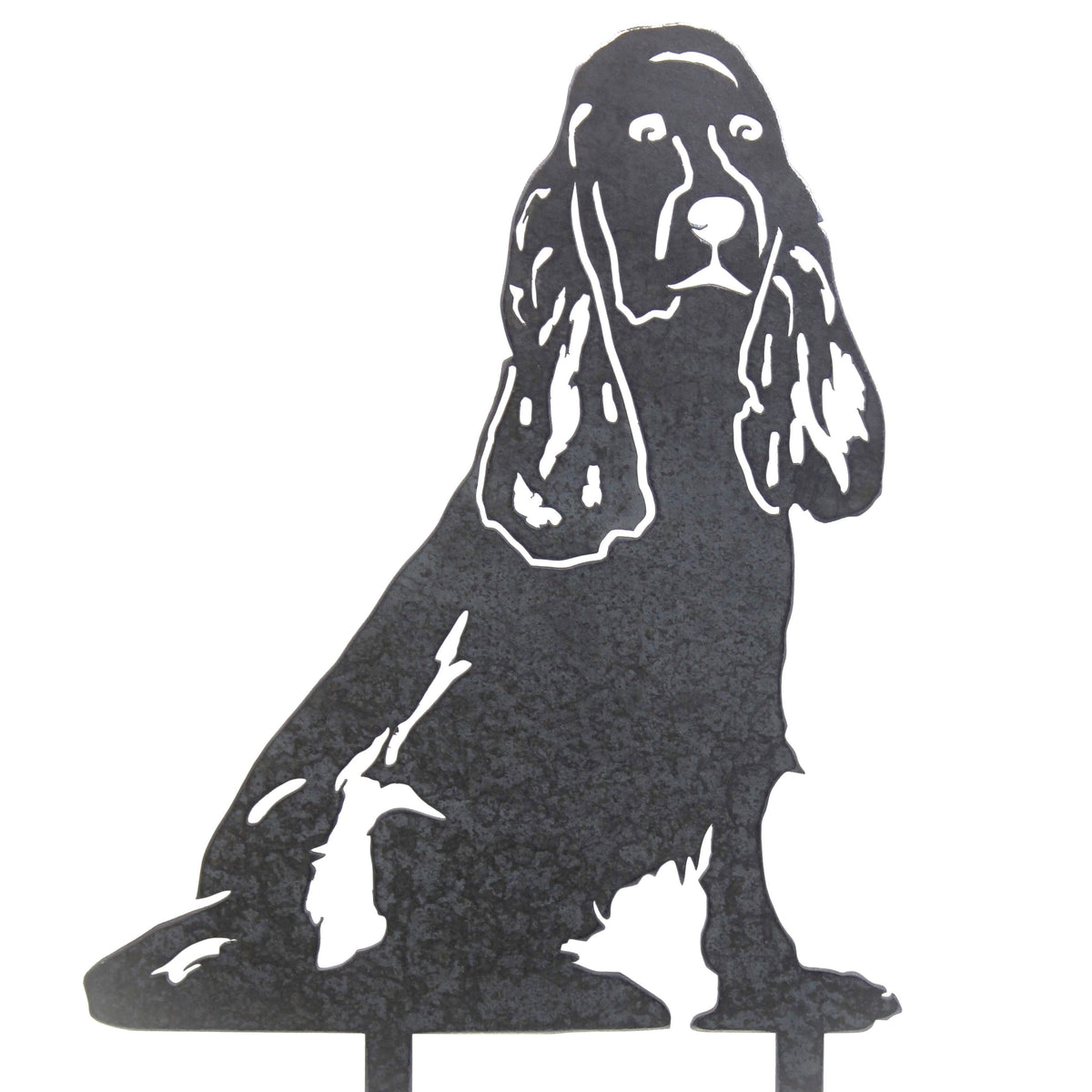 Cocker Spaniel, photo 12 of 13