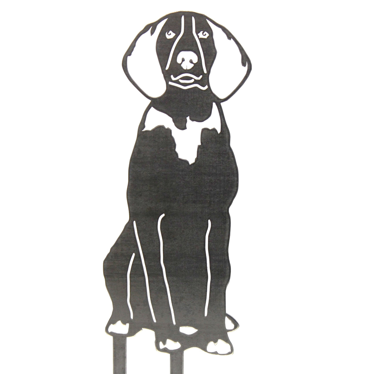 American English Coonhound, photo 16 of 17
