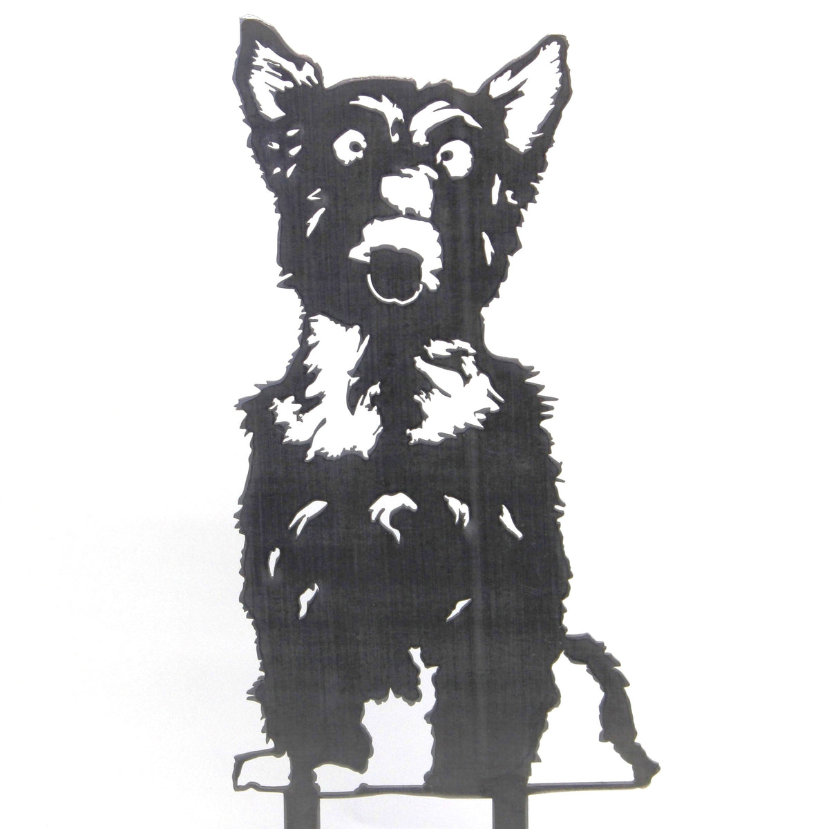 Yorkshire Terrier, photo 15 of 16
