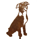 American Pit Bull Terrier