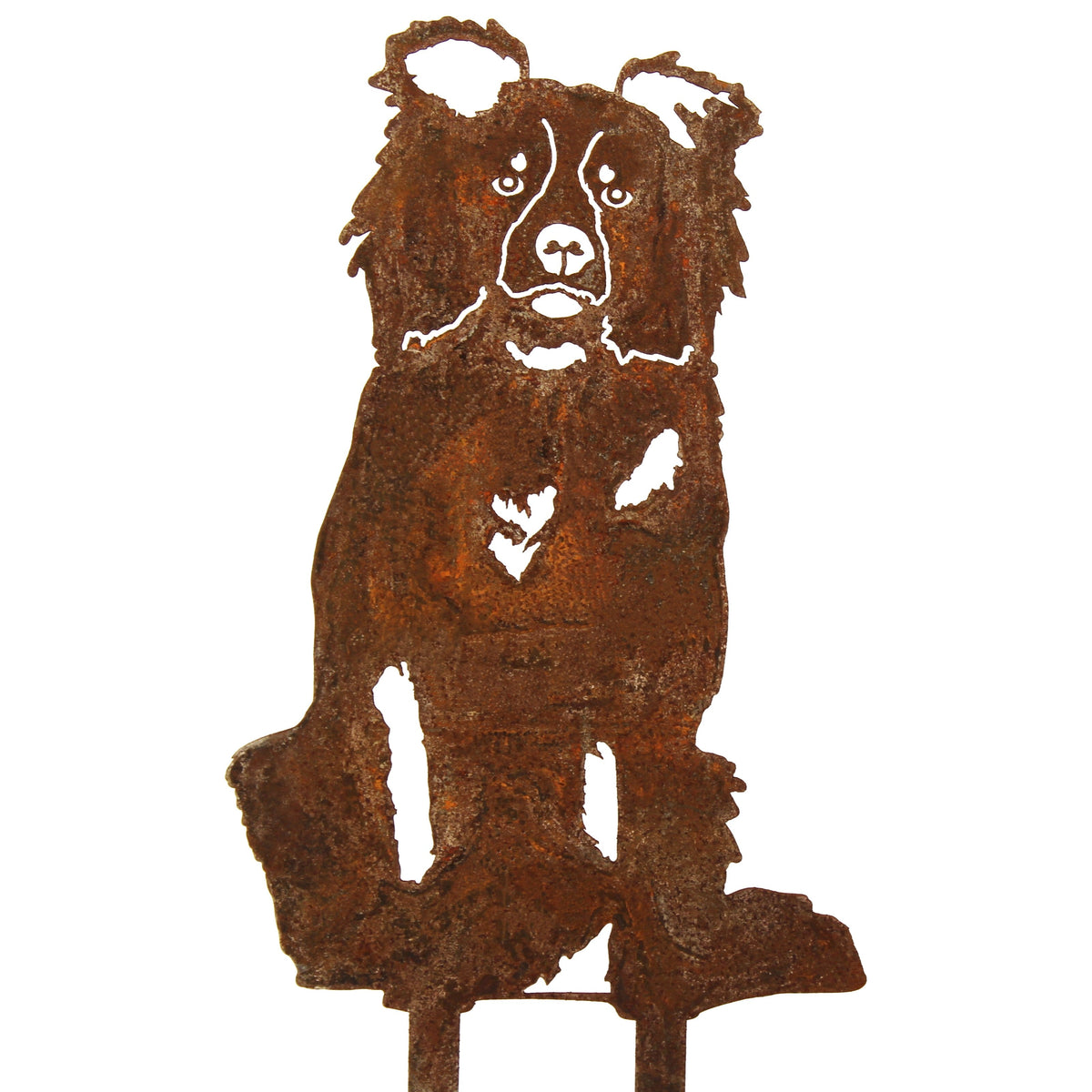 Border Collie, photo 14 of 16