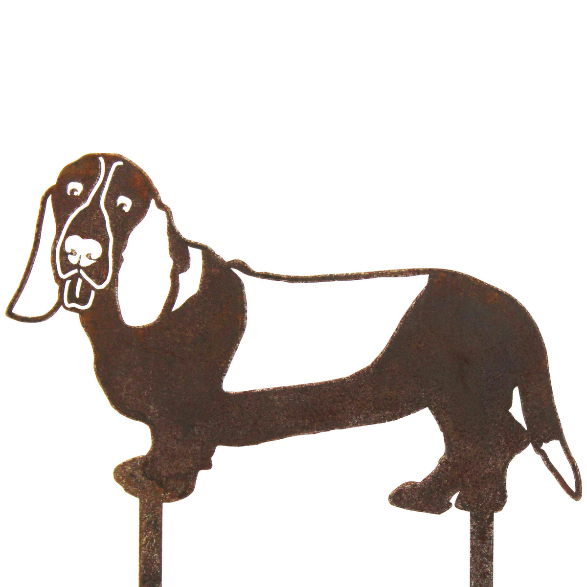 Basset Hound, photo 13 of 15