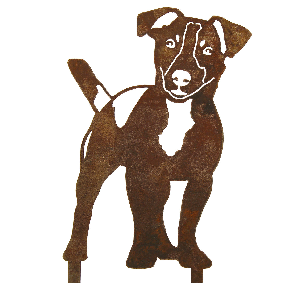Jack Russell Terrier, photo 13 of 15