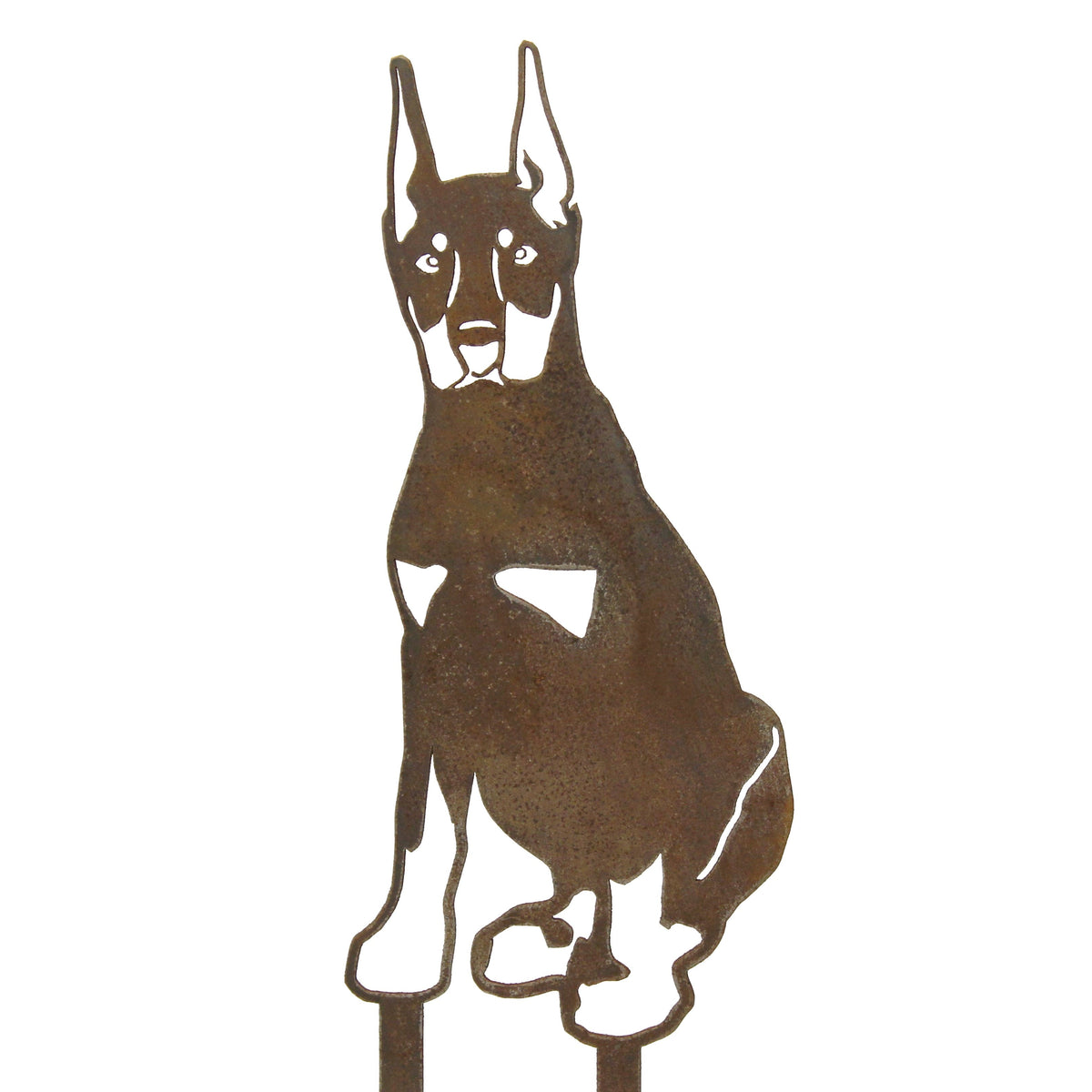 Miniature Pinscher, photo 14 of 16