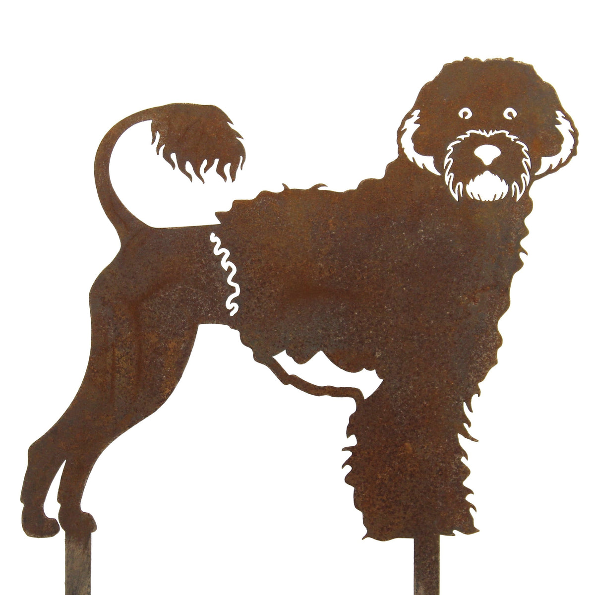 Portuguese Water Dog, photo 14 of 16