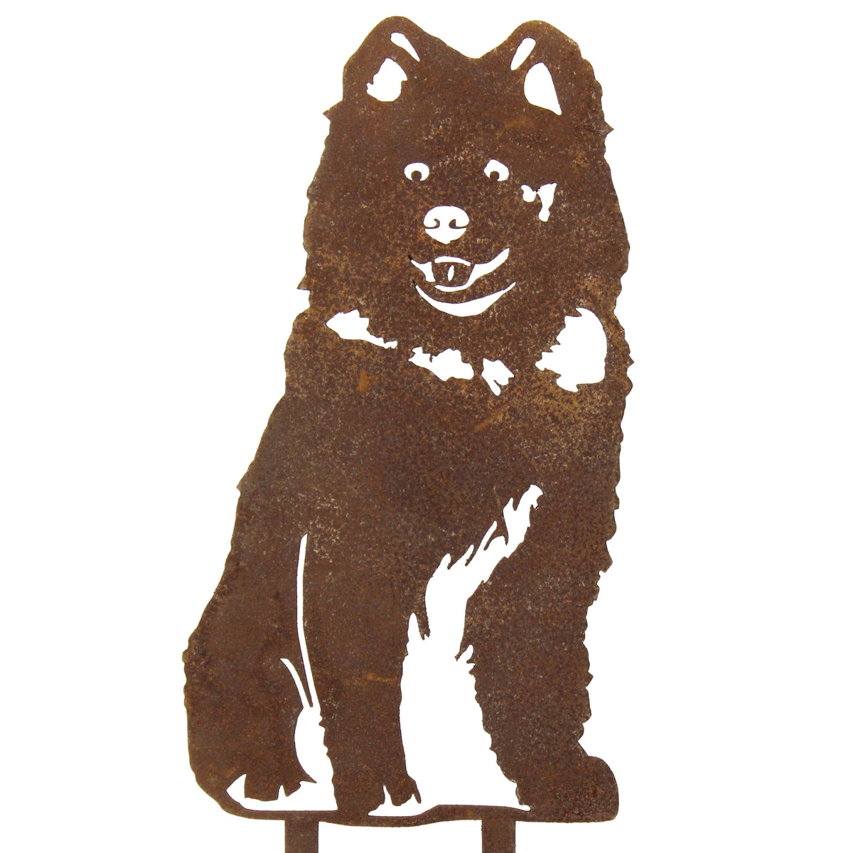 Samoyed, photo 11 of 13