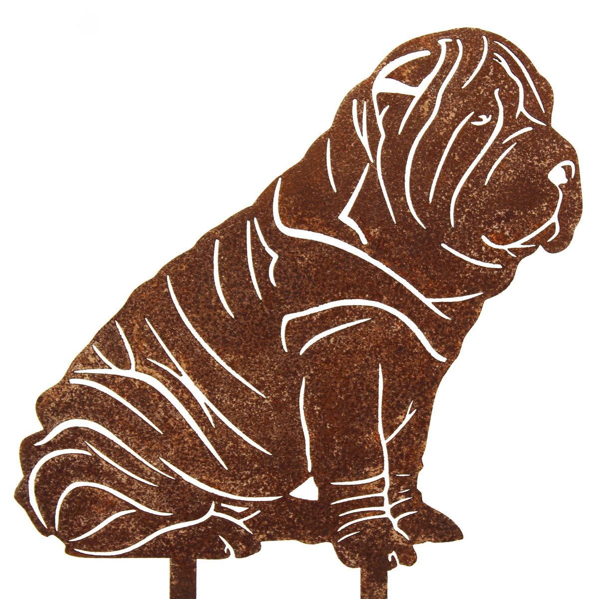 Shar Pei, photo 11 of 13