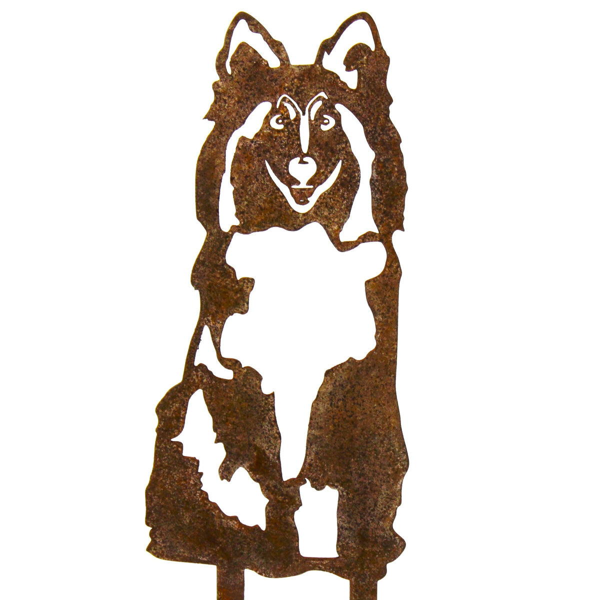 Shetland Sheepdog, photo 14 of 16