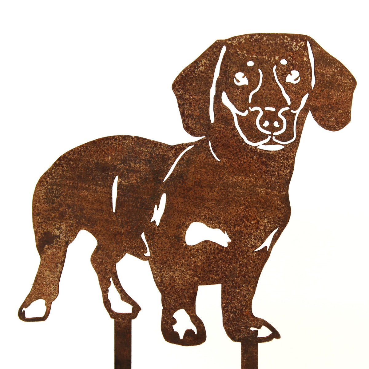 Dachshund - Shorthaired, photo 15 of 17