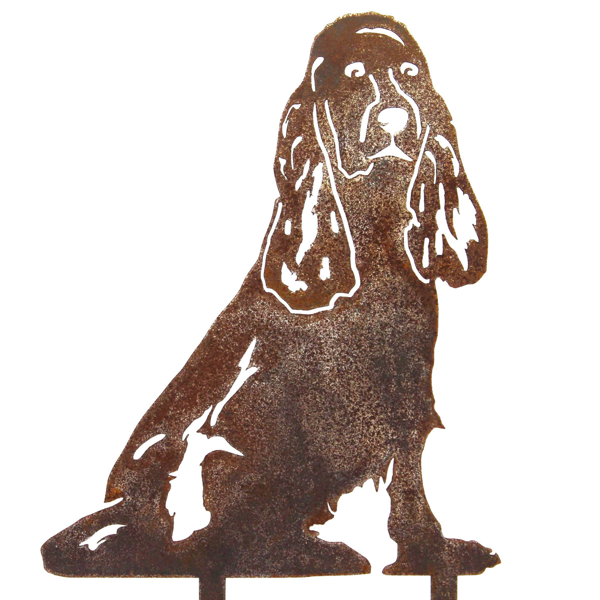 Cocker Spaniel, photo 11 of 13
