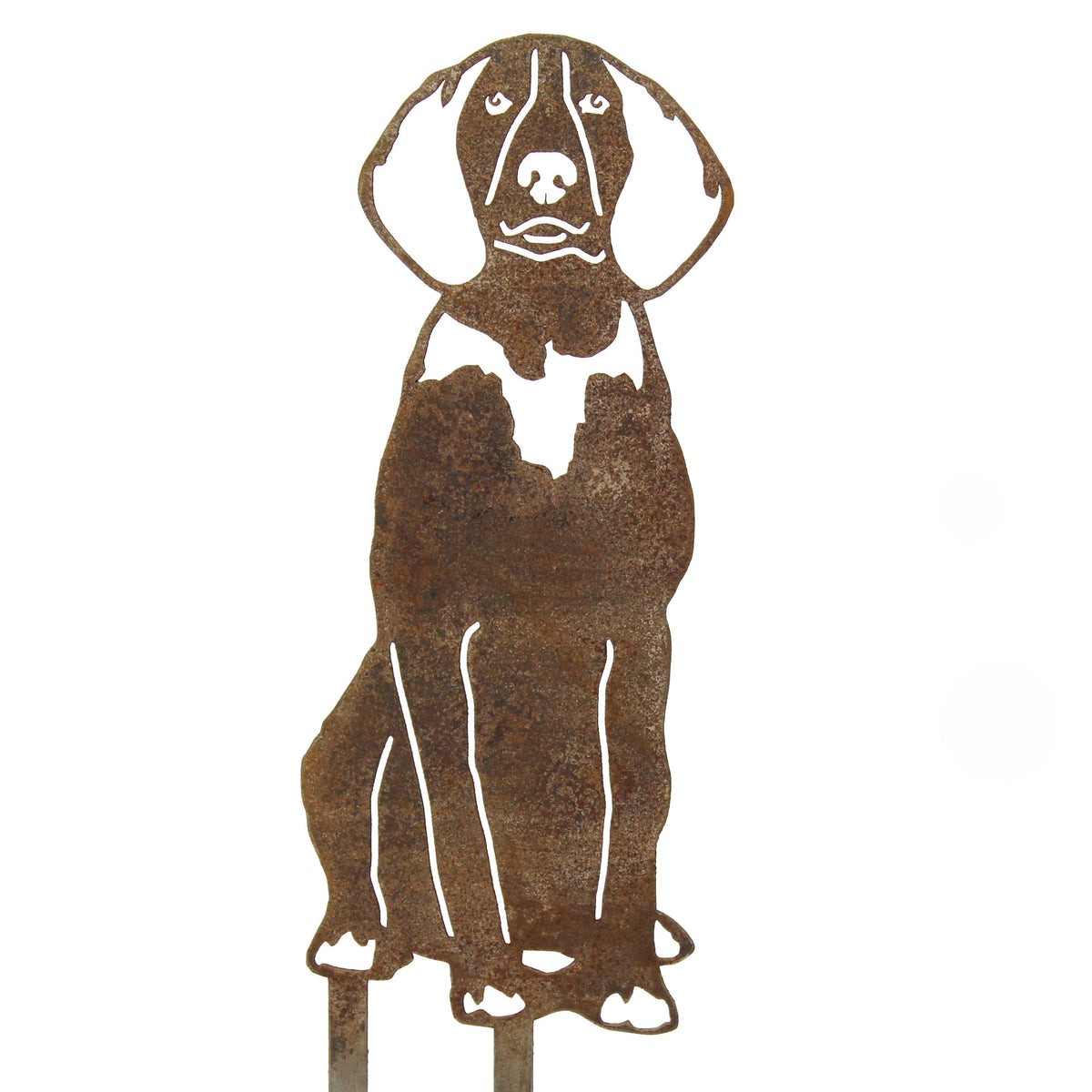 American English Coonhound, photo 15 of 17