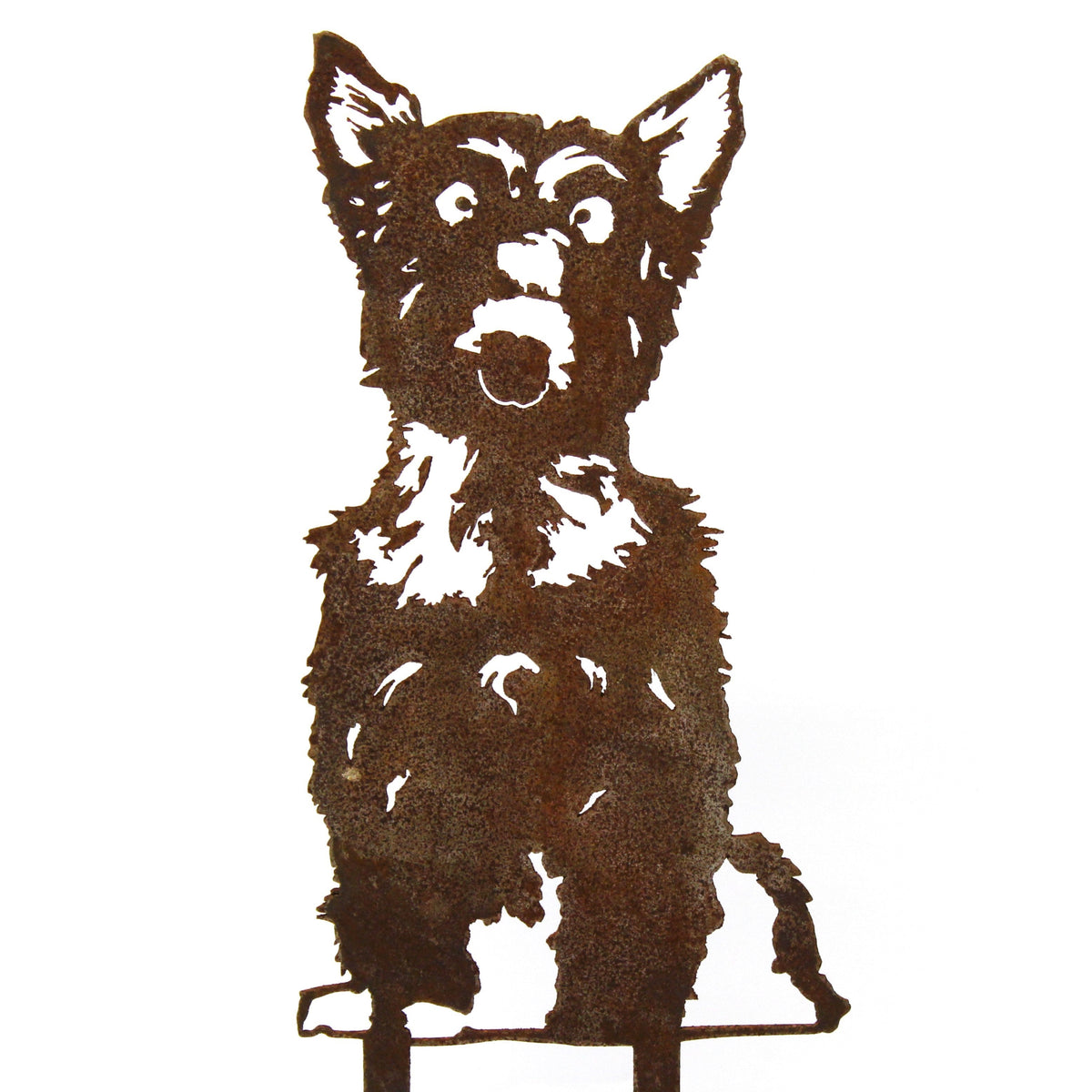 Yorkshire Terrier, photo 14 of 16